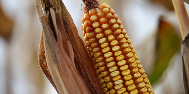 Українські аграрії активно укладають форварди на кукурудзу