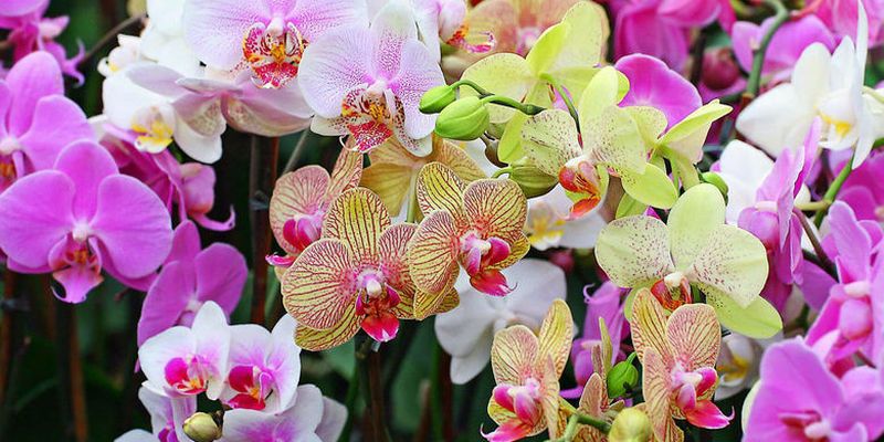 Почему нельзя подкармливать орхидею во время цветения: нужно знать определенные нюансы