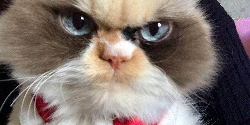 "Це реінкарнація Grumpy Cat": у мережі виявили нову сердиту кішку