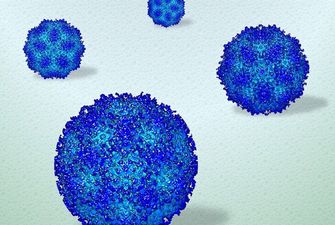 Ученые показали поведение человеческих вирусов в жидкой среде на уровне атомов