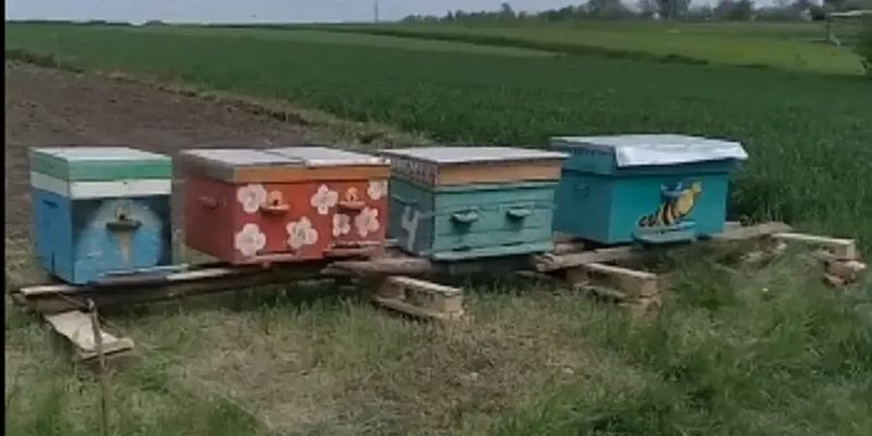 Зоозащитники эвакуировали пчел из прифронтового Торецка