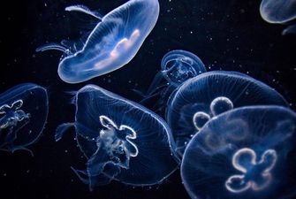 Ученые предлагают заменить рыбу медузами