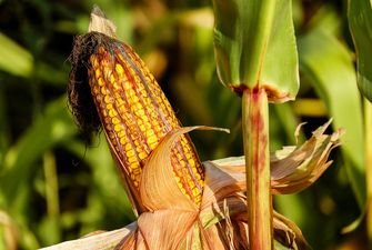 Прогноз: Україна збільшить виробництво кукурудзи