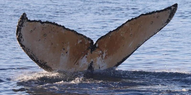 Масова загибель китів: біля австралійського острова знайшли більше десятка кашалотів
