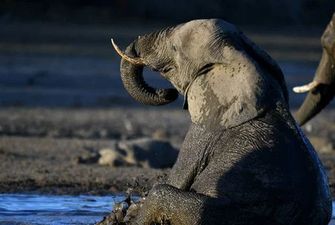 В Ботсване нашли причину таинственной гибели сотен слонов