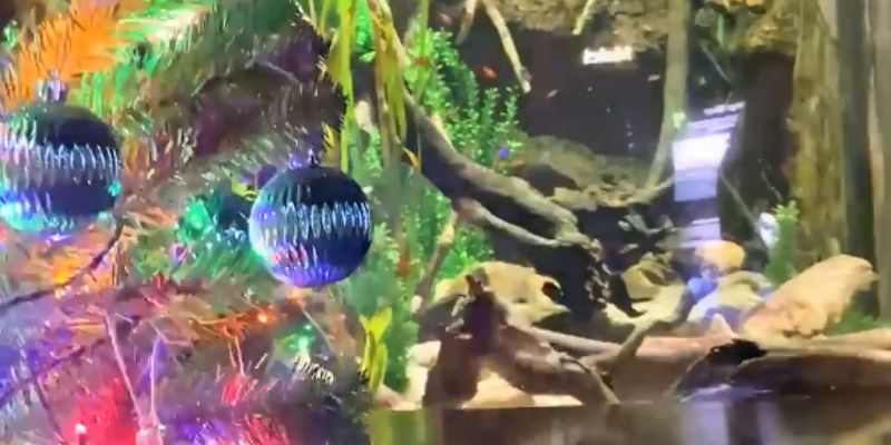 Яркий аттракцион в океанариуме: электрический угорь зажег огонь на рождественской елке