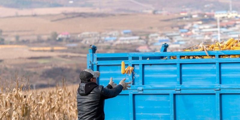 Китай неожиданно купил миллион тонн украинской кукурузы