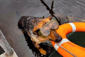 Спасатели ГСЧС познакомили Украину с хвостатой помощницей: собака-водолаз очаровала сеть/Овчарка Найда помогает спасателям на воде