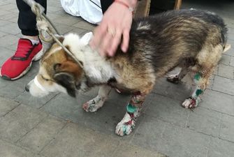 Директору Госархива Хмельницкой области грозит уголовный срок за издевательство над собакой