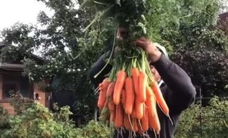 Продавал морковь у дома: суд наказал украинца, решившего заработать