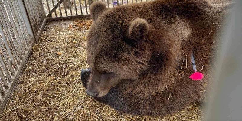 Через кордоны и блокпосты. Как эвакуировали медведей из "Белой скалы" на Западную Украину