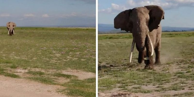 Агрессивный слон не на шутку напугал туристов