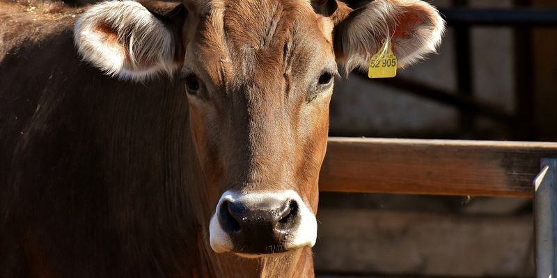 Без землі молочного тваринництва бути не може, а грошей на її купівлю фермери не мають