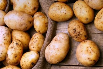 Госстат сообщил, где в Украине комфортнее всего поклонникам картофеля