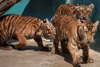 На Киевщине показали трех маленьких тигрят, их мать пережила оккупацию