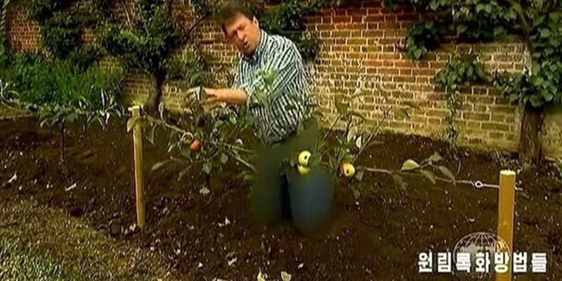 Північнокорейське телебачення заблюрило джинси британського ведучого шоу про садівництво