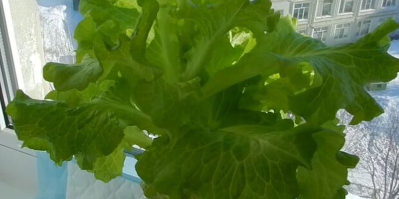Свіжа зелень цілий рік: як виростити листя салату у квартирі