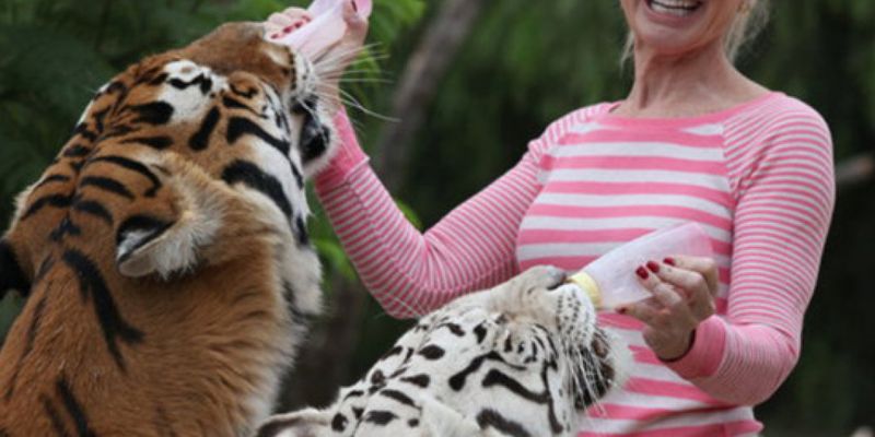 Воспитывала, как детей: На защитницу дикой природы напали собственные тигры и едва не убили