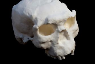 "Удивительное открытие". В Китае обнаружили череп возрастом свыше миллиона лет