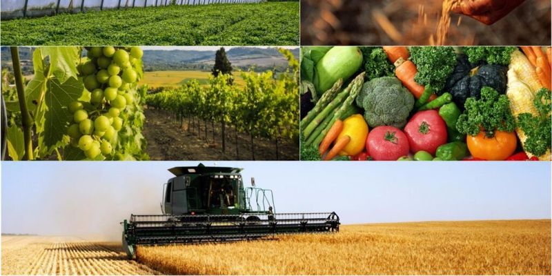В Евросоюзе согласовали ограничения для украинского импорта: какие виды агропродукции ограничат