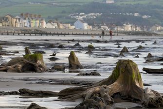 Ураган «Ханна» обнажил окаменевший доисторический лес в Уэльсе