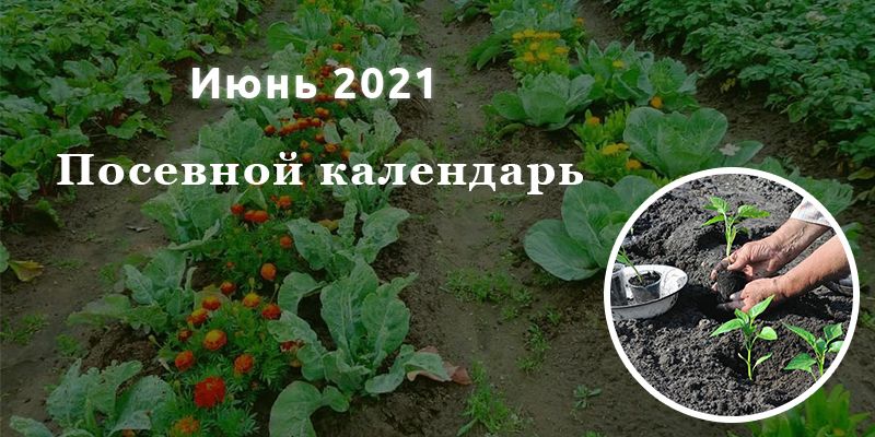 Благоприятные дни для посевов в июне 2021 года: что и когда садить в первый месяц лета