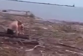 После взрыва ГЭС. Собака на доске доплыла из Херсонской области в Одесскую