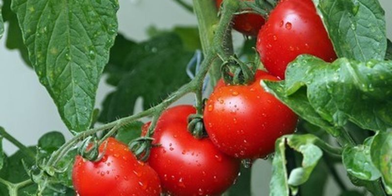 Вторая жизнь томатной ботвы: как она поможет бороться c огородными вредителями