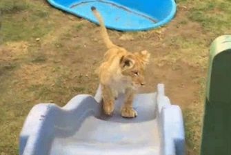 «Симба и Багира»: пользователи Сети умилились соревнованиям детенышей льва и пантеры