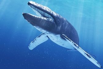 Ритм сердца синего кита: американские биологи смогли измерить пульс животного
