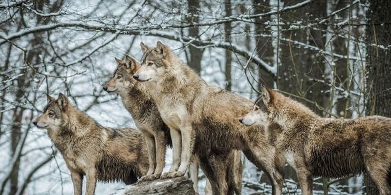 Люди боятся выходить на улицу: на Закарпатье нашествие волков, что известно