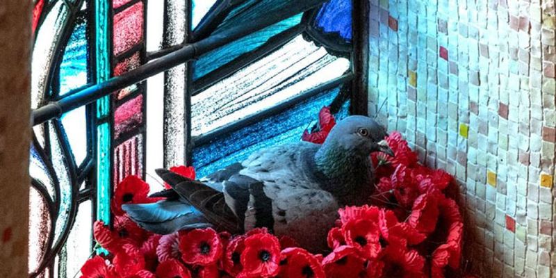 В Австралии голубь забирал маки с могилы солдата, чтобы свить гнездо в мемориале