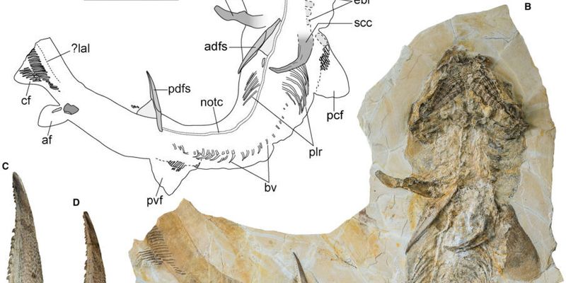 Ученые нашли скелет гигантской акулы Юрского периода - она жила 150 млн лет назад: фото