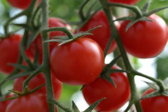 Ціни на тепличні томати зросли на 8%