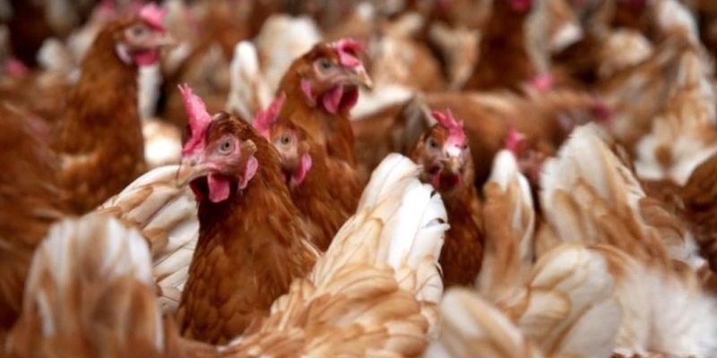 В Нидерландах из-за птичьего гриппа уничтожат еще более 100 тысяч кур