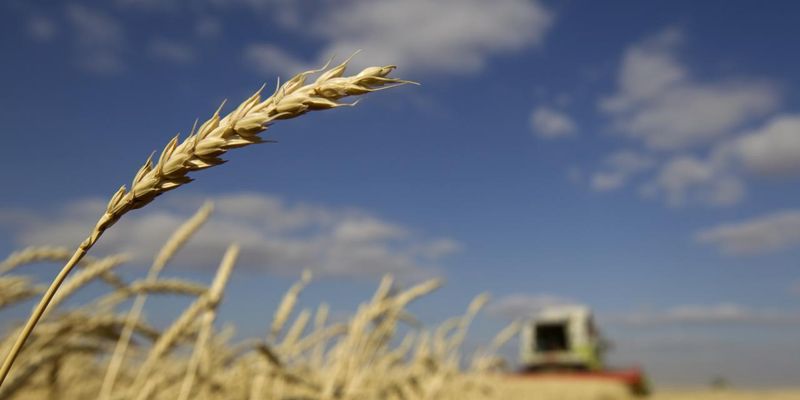 В Минэкономики спрогнозировали урожай зерновых в этом году