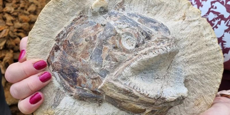 На ферме нашли уникальные окаменелости рыб Юрского периода и сделали 3D-фото