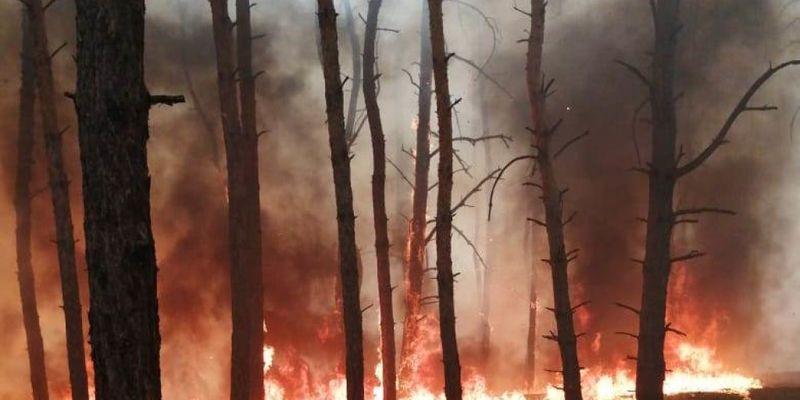 В Днепропетровской области горел лес: огонь уничтожил 5 гектаров насаждений
