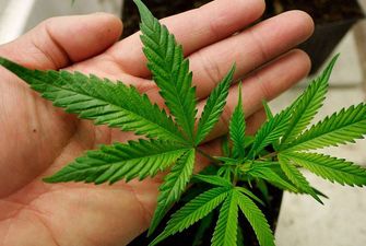 Народные депутаты готовят закон о легализации медицинской марихуаны