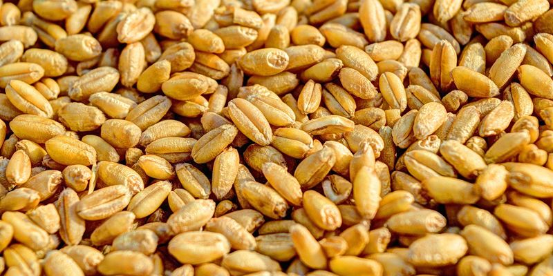 Бангладеш має намір збільшити закупівлю української пшениці