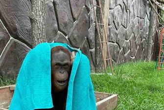 "Животные замерзнут насмерть": зоопарку под Киевом угрожает отключение газа