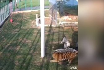 Котенку удалось выжить в вольере с тиграми: невероятное ВИДЕО