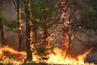 На Прикарпатье тушат три лесных пожара