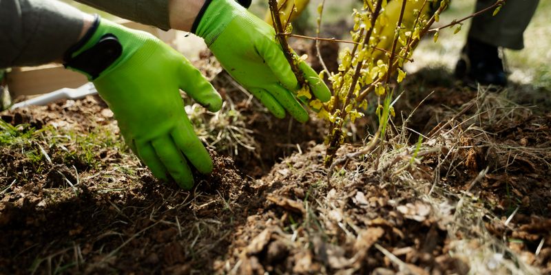В Украине, несмотря на войну, высаживают миллиард деревьев Зеленского: громкое заявление министра