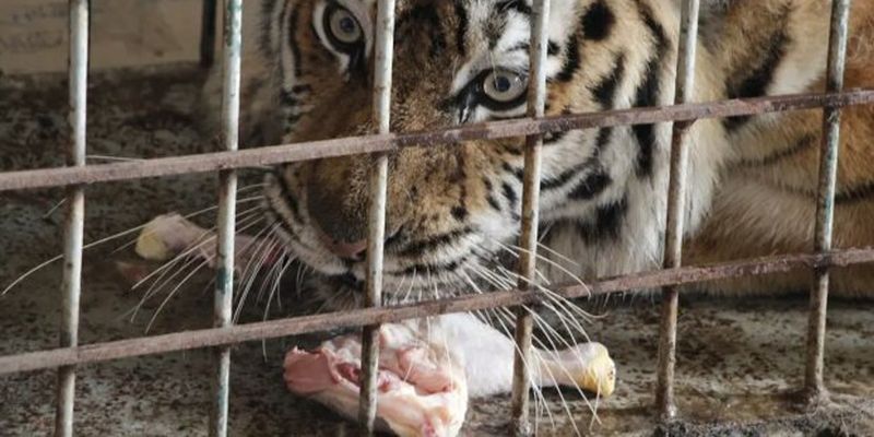 В Днепре рассказали о сложностях эвакуации животных из Харькова: известна судьба тигра