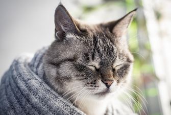 Кот и килька помогут стабилизировать давление - врачи