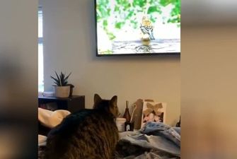 «Обезбашенный охотник»: Полосатый кот напал на птицу в телевизоре и рассмешил Сеть