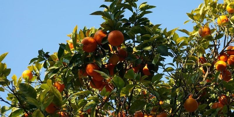 В Іспанії вироблятимуть електроенергію з апельсинів