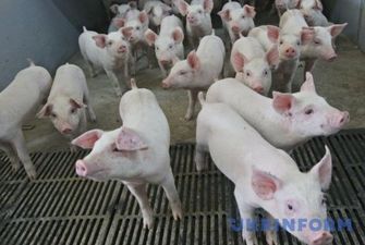 Среди сельхозживотных увеличивается только поголовье свиней - Госстат