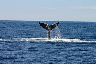 На подив учених після майже повного знищення популяції китів вдалося відновитися